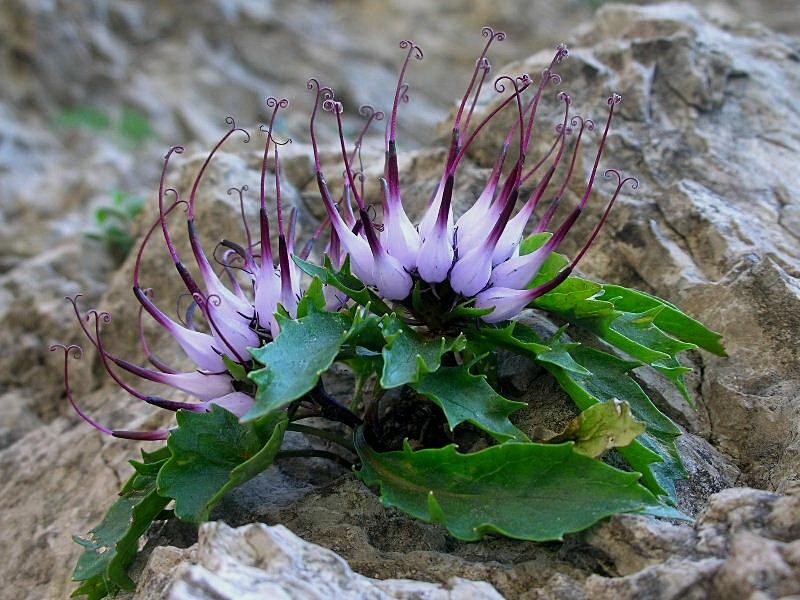 Physoplexis comosa / Raponzolo chiomoso